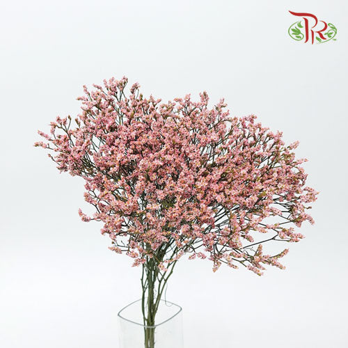 Limonium Dyed - Pink (10 Stems)-Pink-Ecd-prflorist.com.my