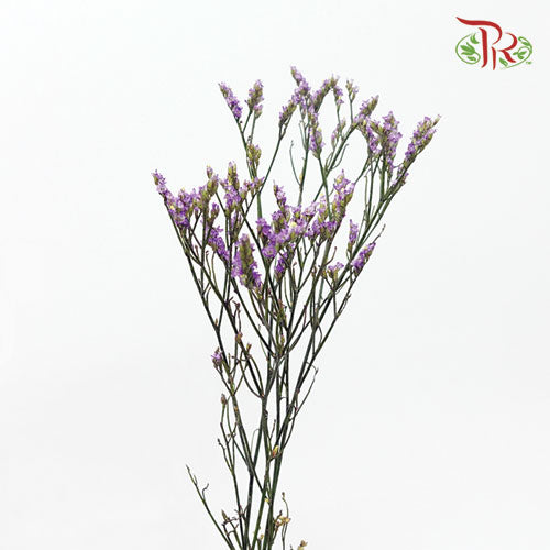 Limonium Dyed - Purple (10 Stems)-Purple-Ecd-prflorist.com.my