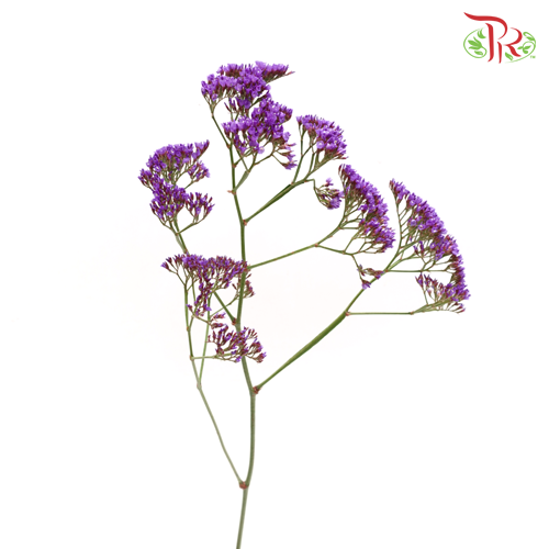 Limonium Misty - (Per Bunch)-Purple-China-prflorist.com.my