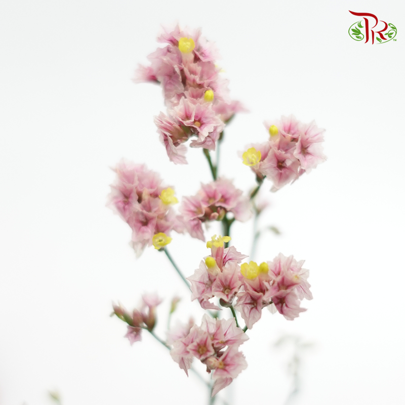 Limonium - Pink (5 Stems)-Pink-Import-prflorist.com.my