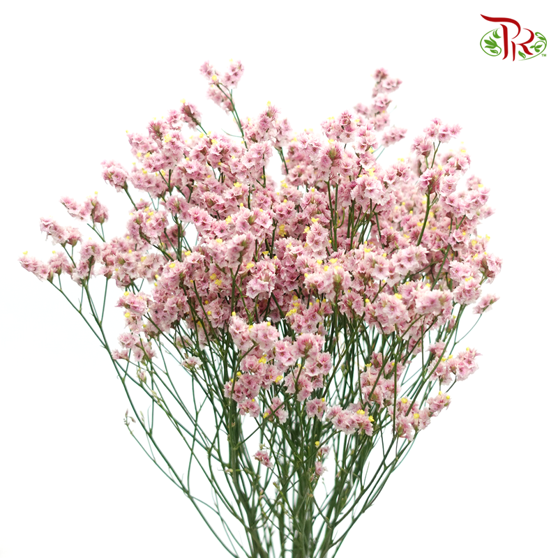 Limonium - Pink (5 Stems)-Pink-Import-prflorist.com.my