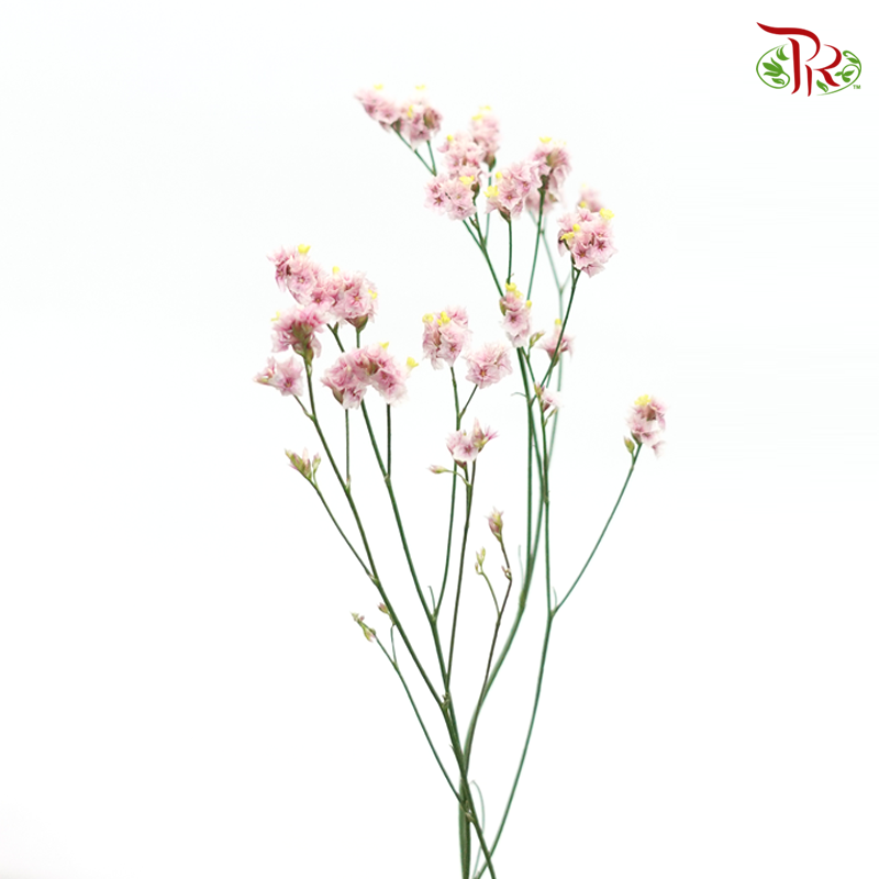 Limonium - Pink (5 Stems)-Pink-Import-prflorist.com.my
