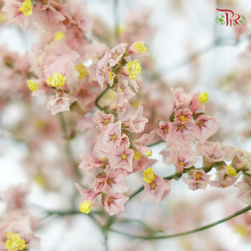 Limonium Sinese - Champagne (2 Stems)-Champagne-Japan-prflorist.com.my