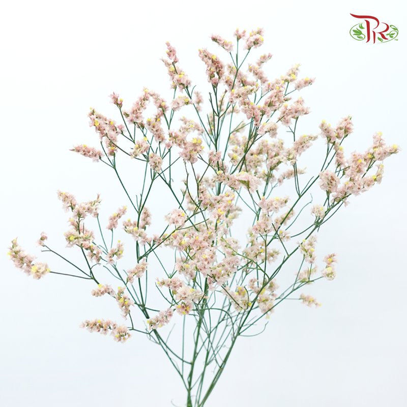Limonium Sinese - Champagne (2 Stems)-Champagne-Japan-prflorist.com.my