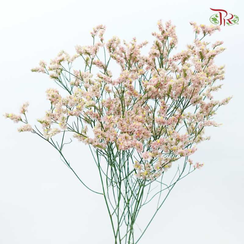 Limonium Sinese - Champagne (2 Stems)-Champagne-Japan-prflorist.com.my