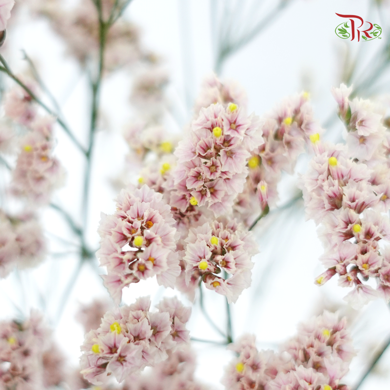 Limonium Sinese - Light Pink (2 Stems)-Light Pink-Japan-prflorist.com.my