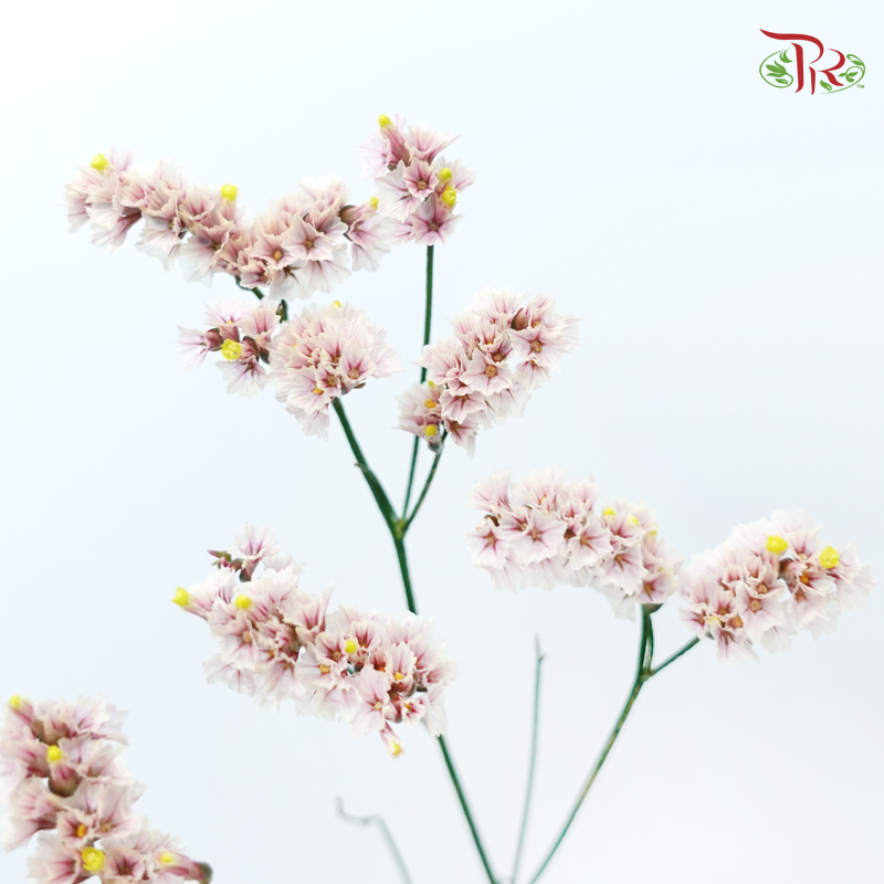 Limonium Sinese - Light Pink (2 Stems)-Light Pink-Japan-prflorist.com.my
