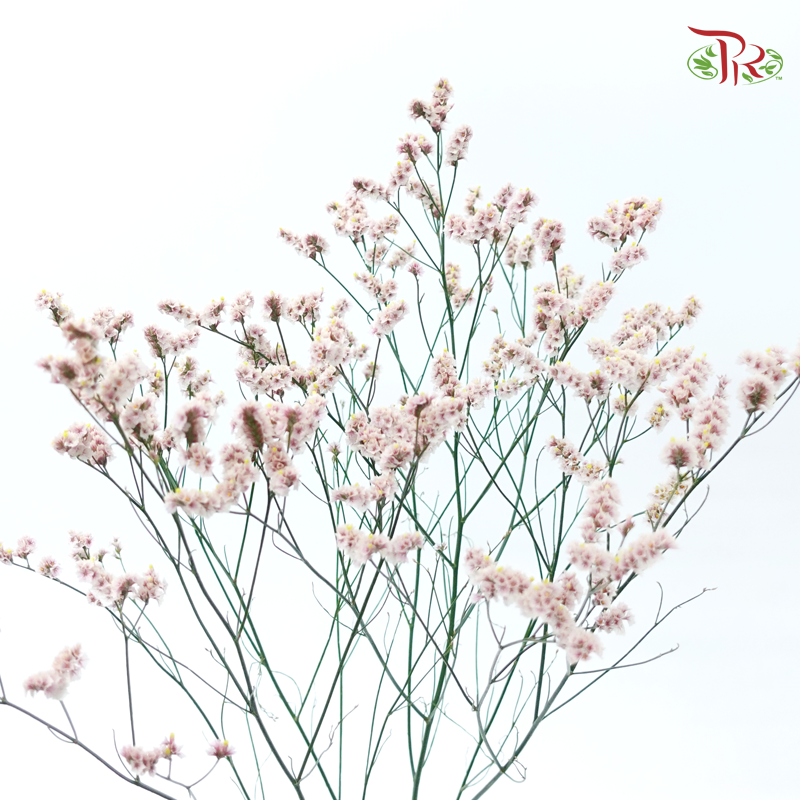 Limonium Sinese - Light Pink (2 Stems)-Light Pink-Japan-prflorist.com.my