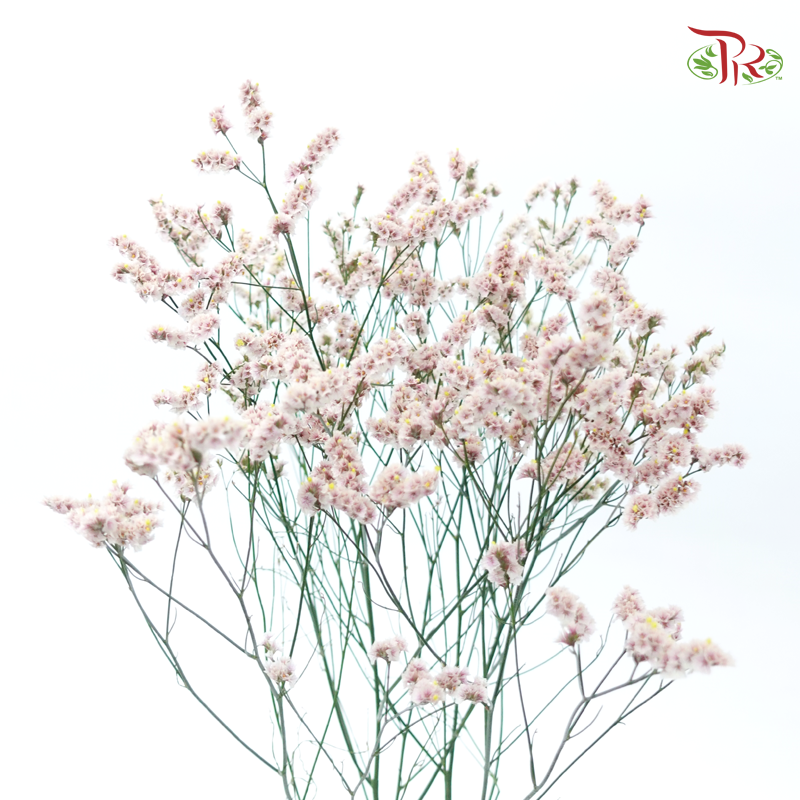 Limonium Sinese - Light Pink (2 Stems)-Light Pink-Japan-prflorist.com.my