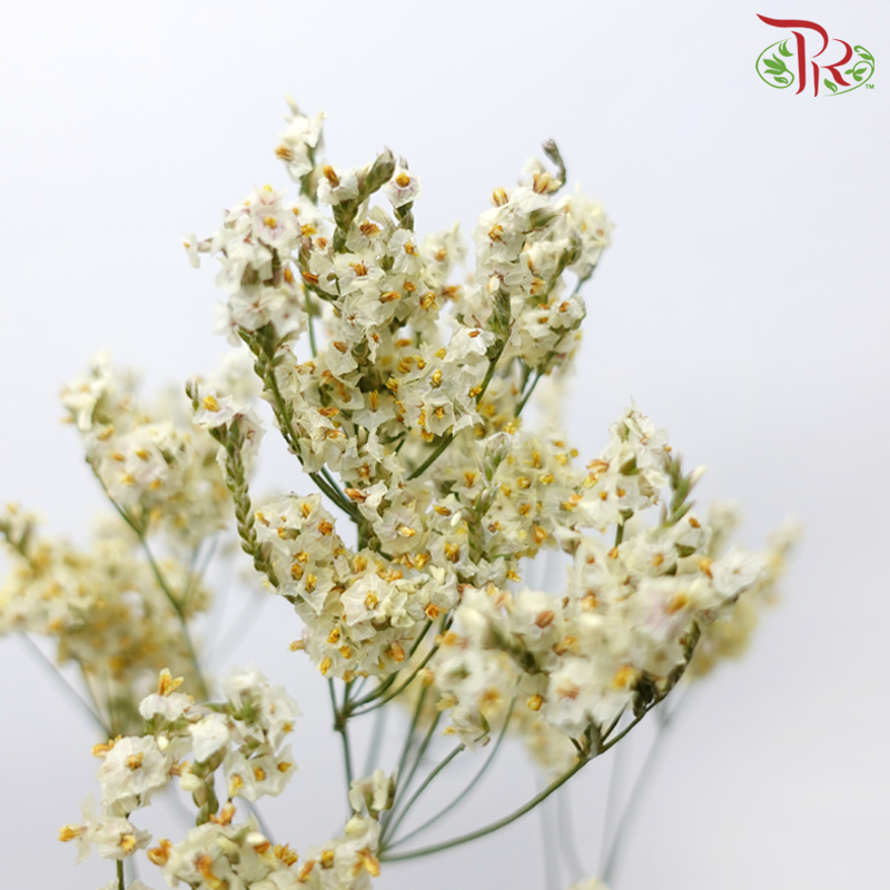 Limonium Sinese - Light Yellow (2 Stems)-Yellow-Japan-prflorist.com.my