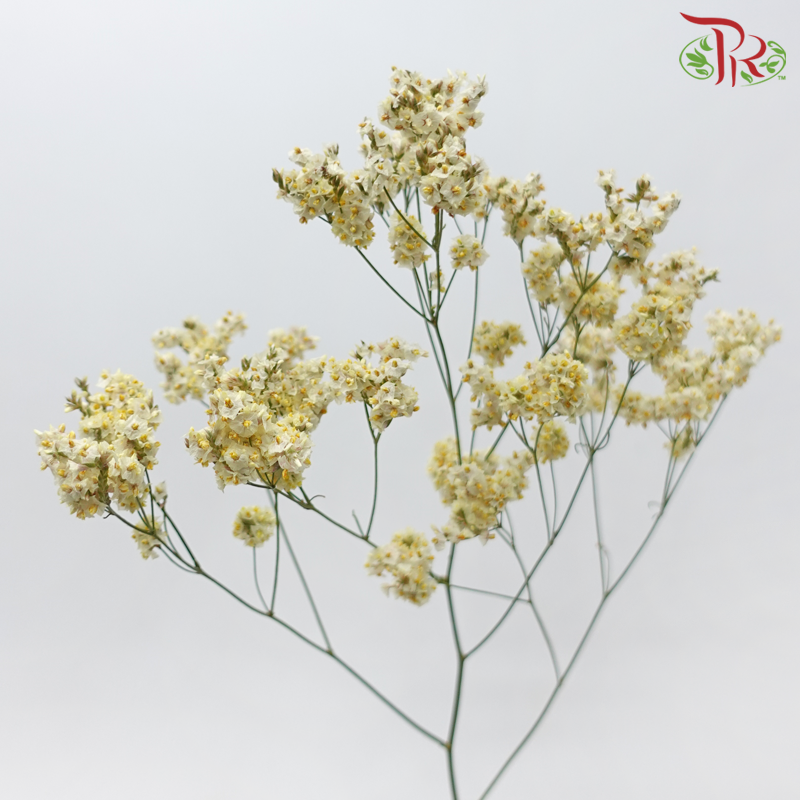 Limonium Sinese - Light Yellow (2 Stems)-Yellow-Japan-prflorist.com.my