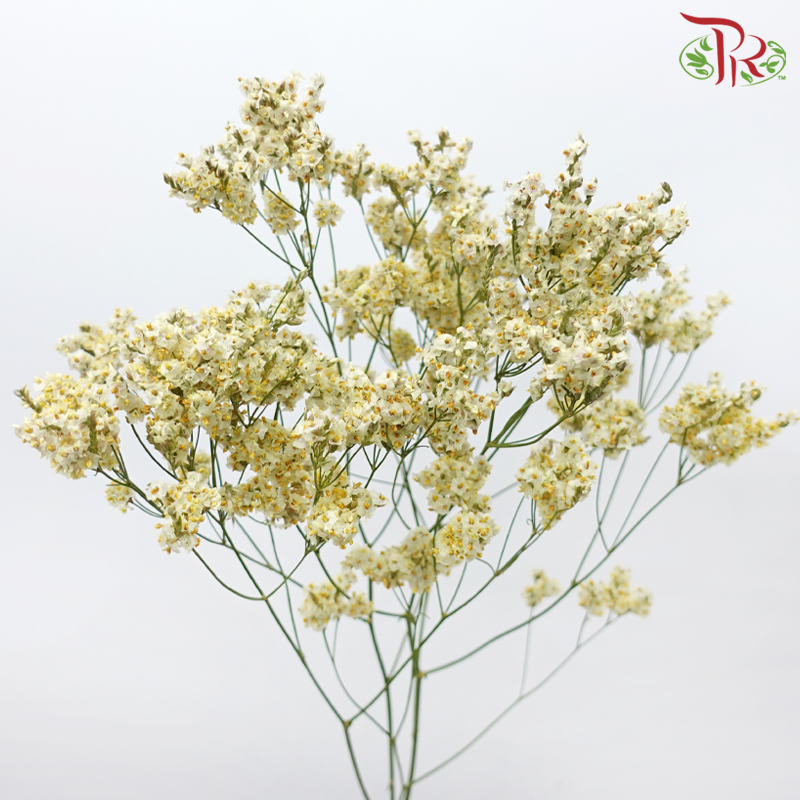 Limonium Sinese - Light Yellow (2 Stems)-Yellow-Japan-prflorist.com.my