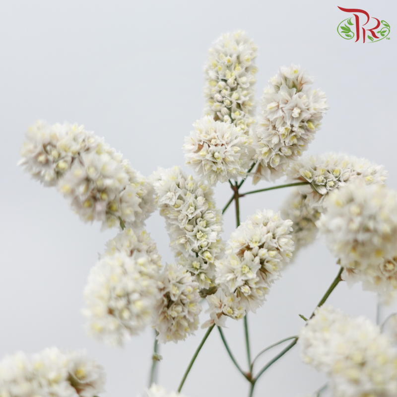 Limonium Sinese - White (2 Stems)-White-Japan-prflorist.com.my