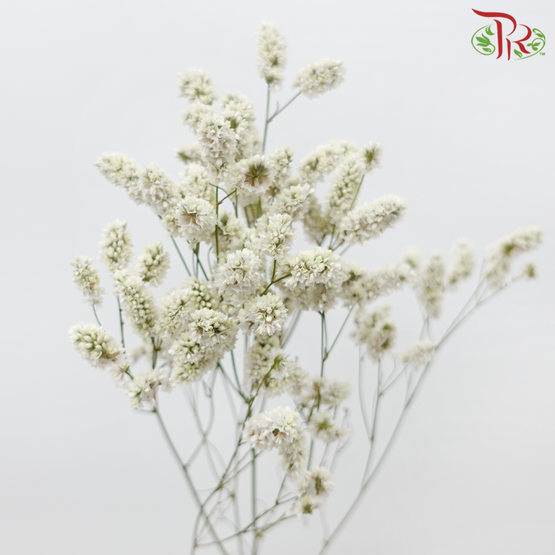 Limonium Sinese - White (2 Stems)-White-Japan-prflorist.com.my