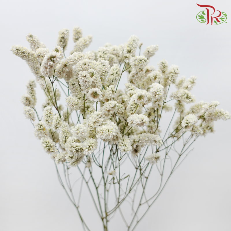 Limonium Sinese - White (2 Stems)-White-Japan-prflorist.com.my
