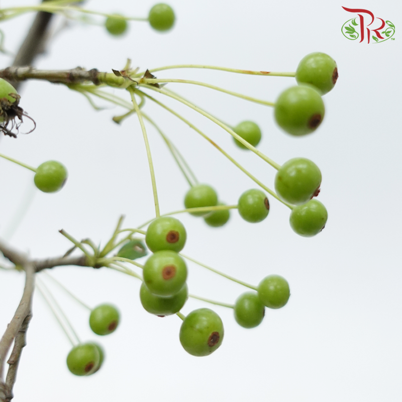 Little Apple - Green (Per Bunch)-Green-China-prflorist.com.my