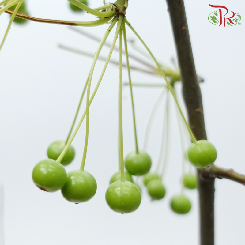 Little Apple - Green (Per Bunch)-Green-China-prflorist.com.my
