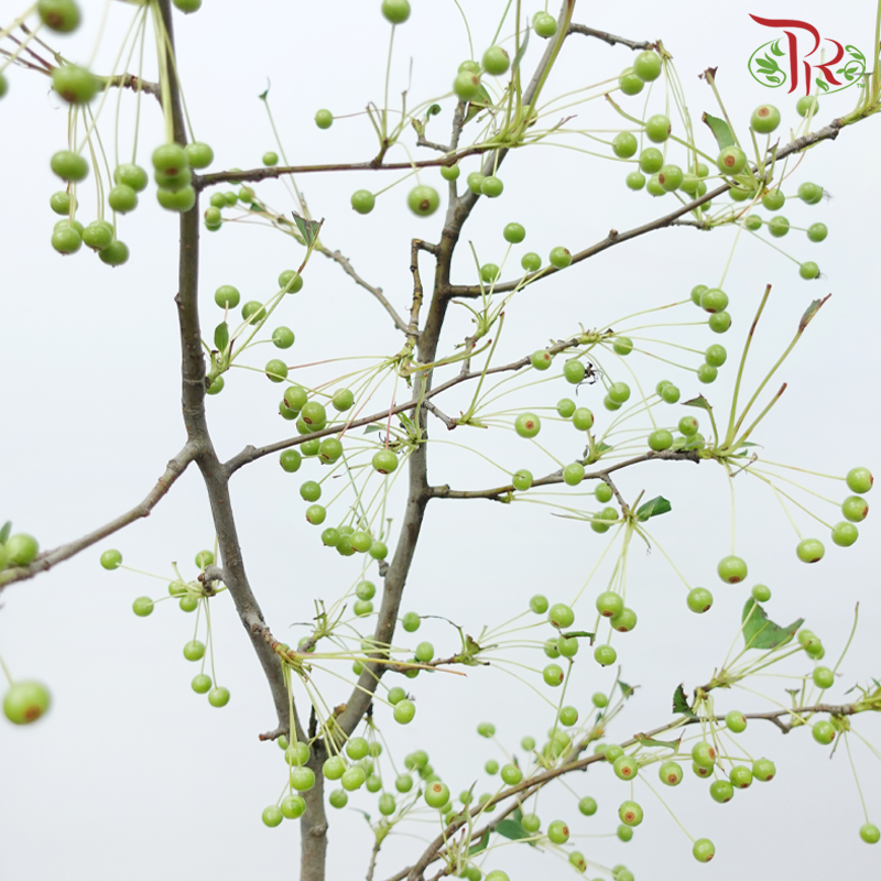 Little Apple - Green (Per Bunch)-Green-China-prflorist.com.my