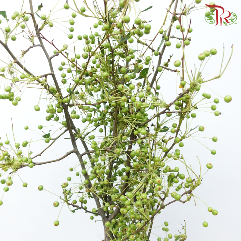 Little Apple - Green (Per Bunch)-Green-China-prflorist.com.my
