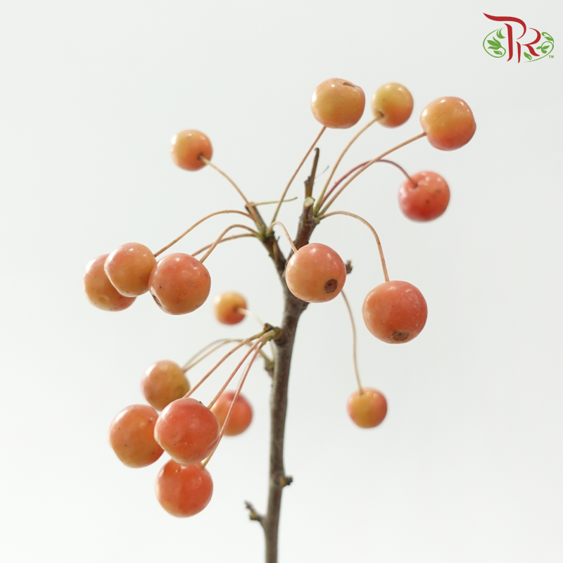 Little Apple Red - (Per Bunch)-China-prflorist.com.my