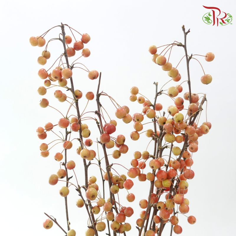 Little Apple Red - (Per Bunch)-China-prflorist.com.my