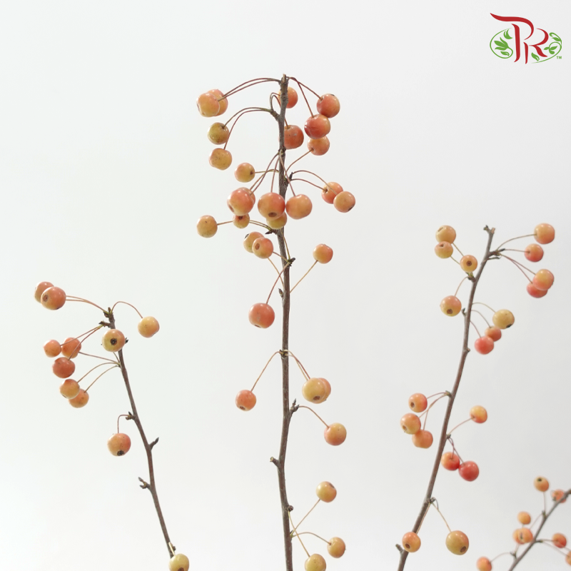 Little Apple Red - (Per Bunch)-China-prflorist.com.my