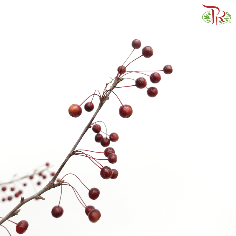 Little Apple Red - (Per Bunch)-China-prflorist.com.my