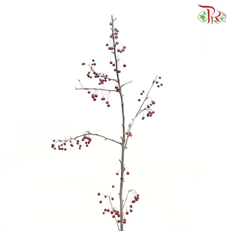 Little Apple Red - (Per Bunch)-China-prflorist.com.my