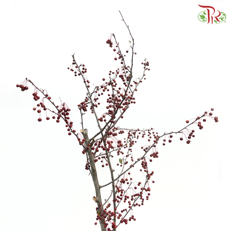 Little Apple Red - (Per Bunch)-China-prflorist.com.my