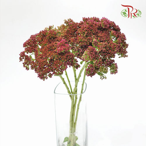 Sedum - 5 Stems - Pudu Ria Florist