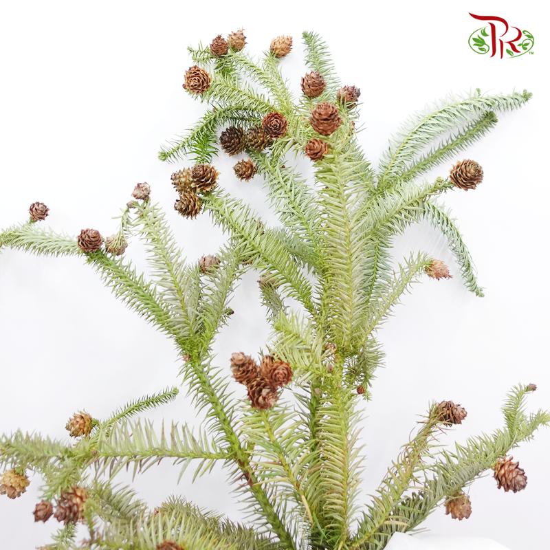 Lotus Fruit - (Per Bunch)-China-prflorist.com.my