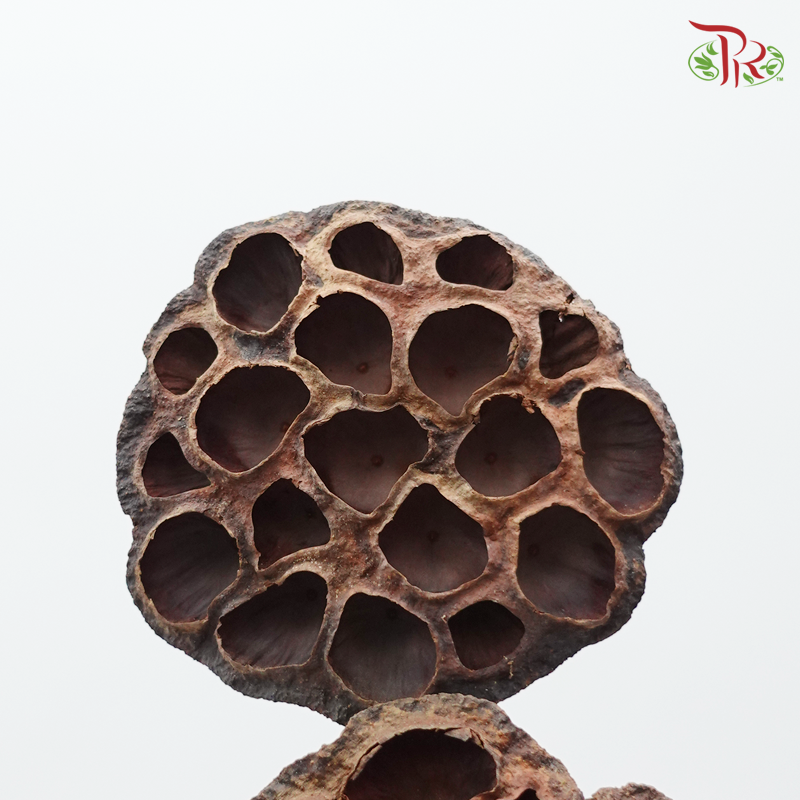 Lotus Pot Original-Pudu Ria Florist-prflorist.com.my