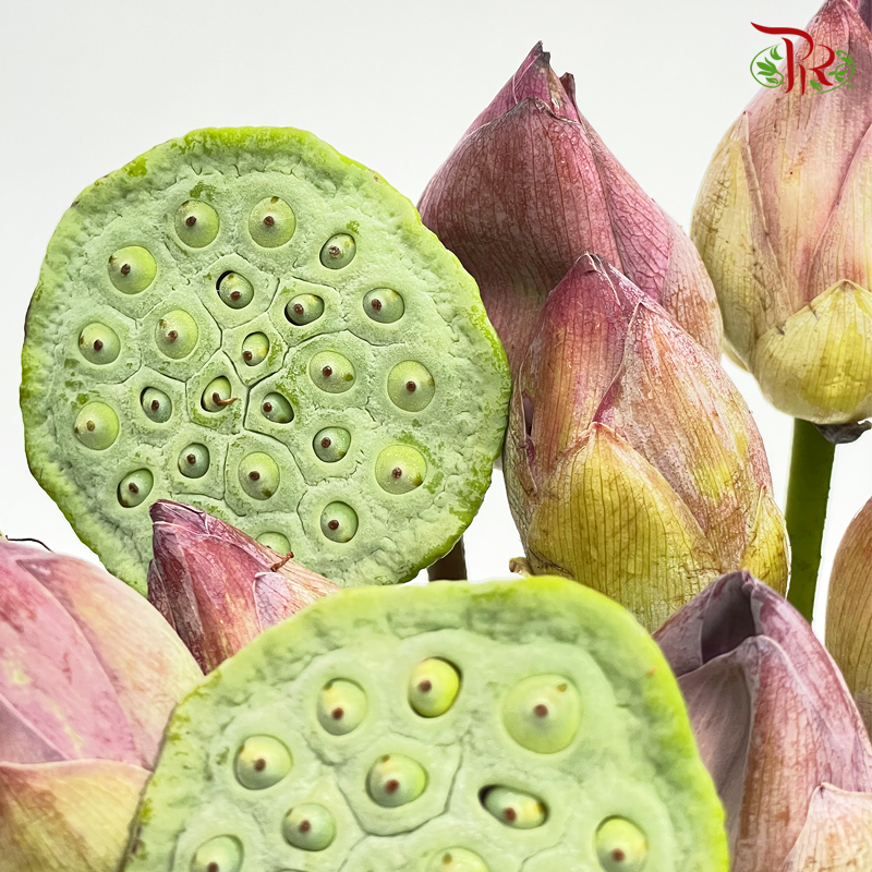 Lotus- Local (25 Stems) - Pudu Ria Florist