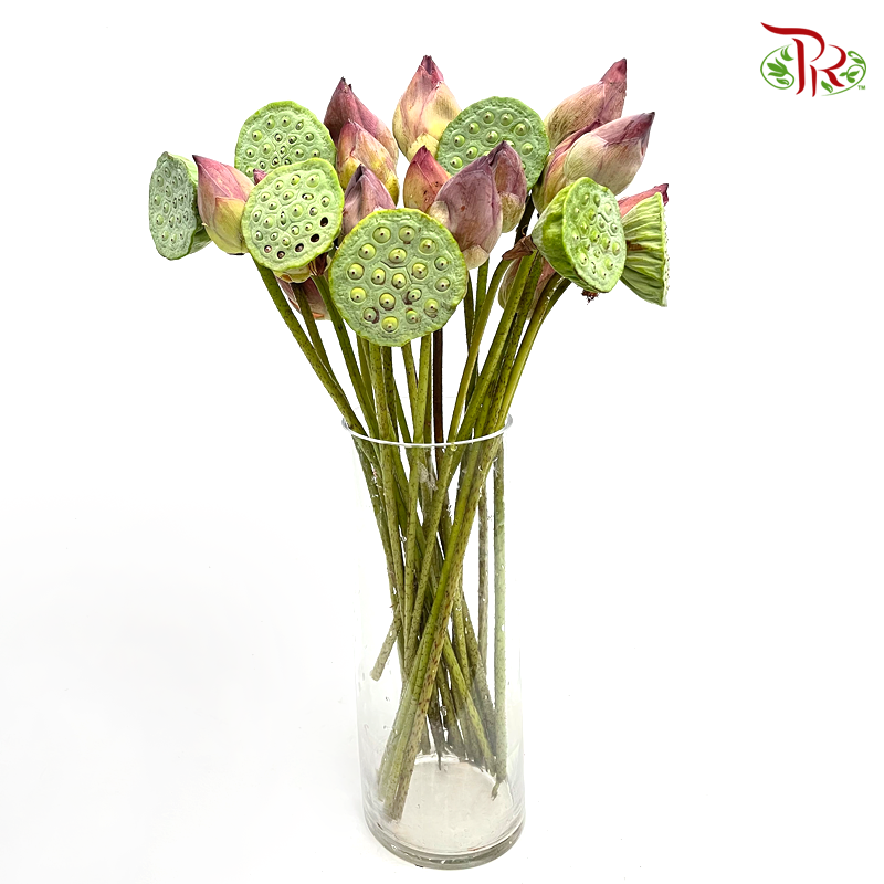 Lotus- Local (25 Stems) - Pudu Ria Florist