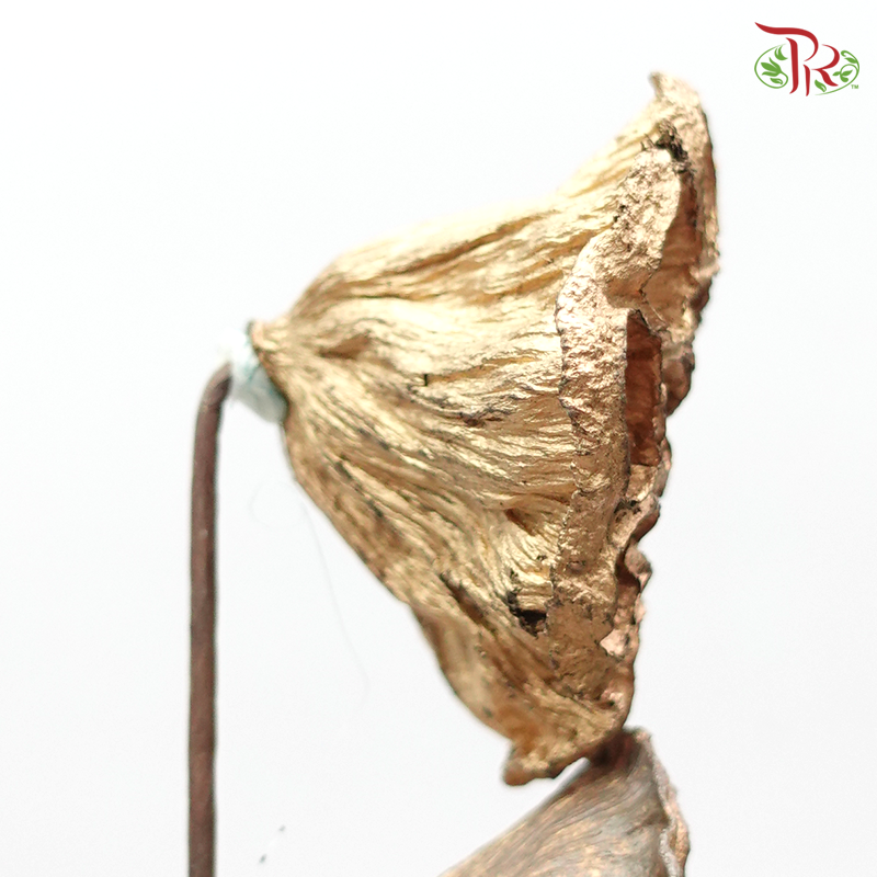 Lotus Pot Original - Pudu Ria Florist