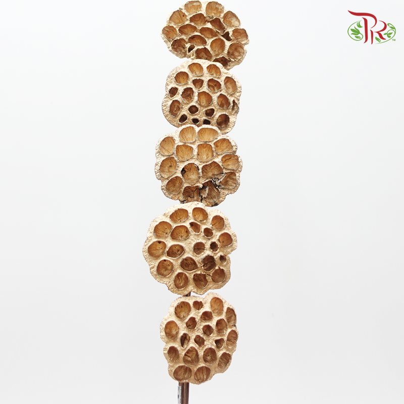 Lotus Pot Original - Pudu Ria Florist