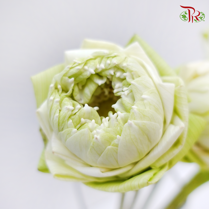 Lotus- White (5 Stems) - Pudu Ria Florist
