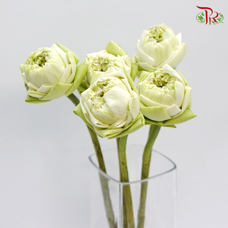 Lotus- White (5 Stems) - Pudu Ria Florist