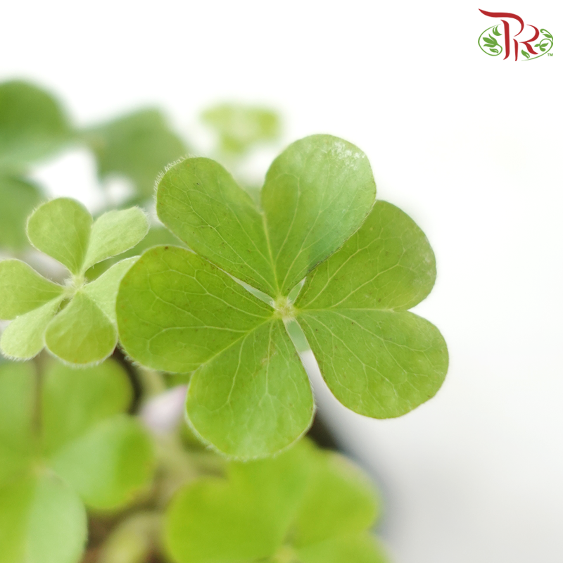 Lucky Clover Set《幸运四叶草》-Pudu Ria Florist-prflorist.com.my