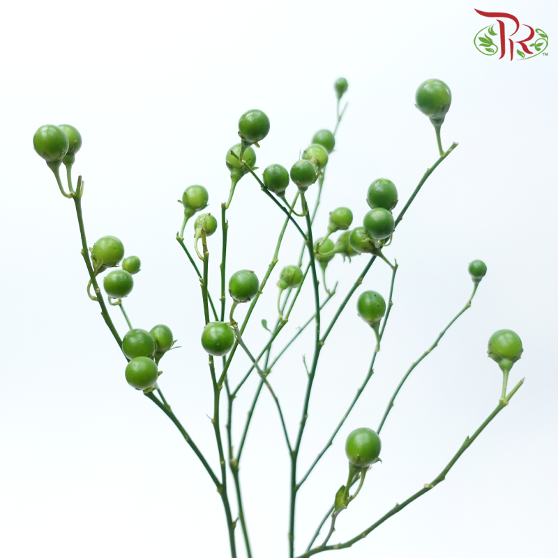 Lucky Fruit (Per Bunch)-China-prflorist.com.my