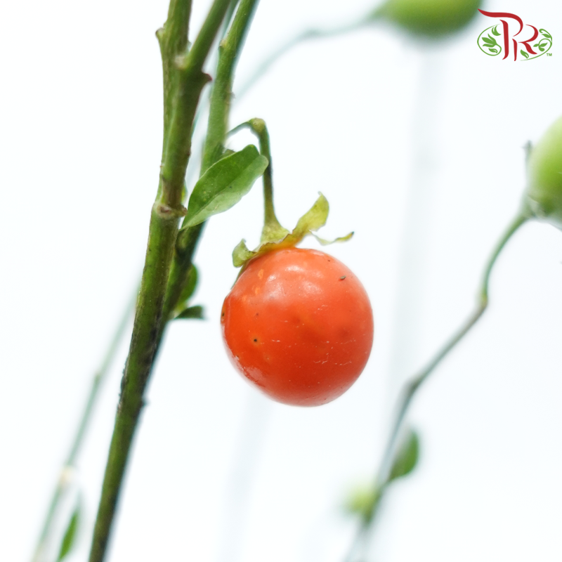 Lucky Fruit (Per Bunch)-China-prflorist.com.my