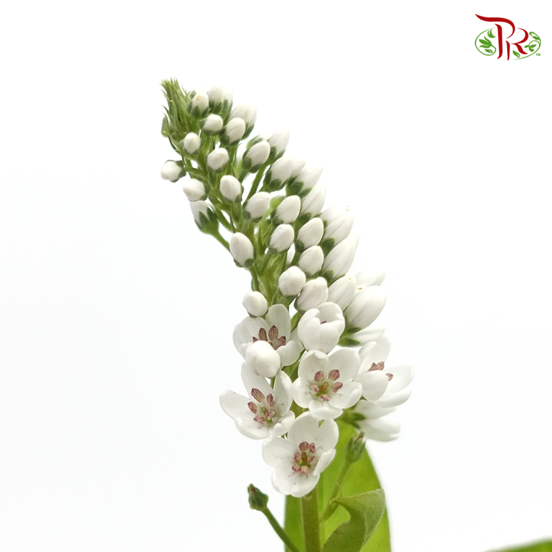 Lysimachia - White (10 Stems)-White-Kenya-prflorist.com.my