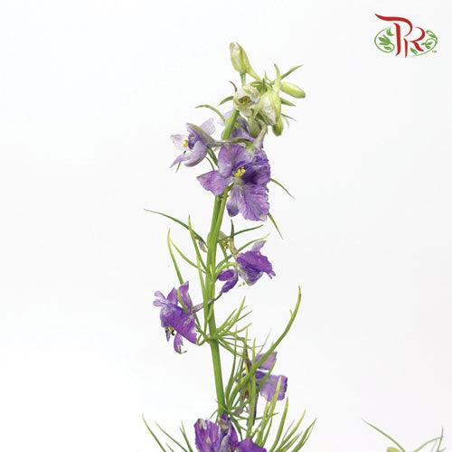 Delphinium Mini - Purple (5 Stems) - Pudu Ria Florist