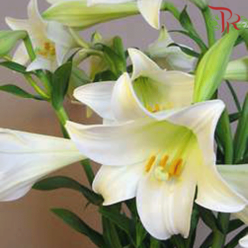 Madonna Lily (A) - 10 Stems-White-Malaysia-prflorist.com.my