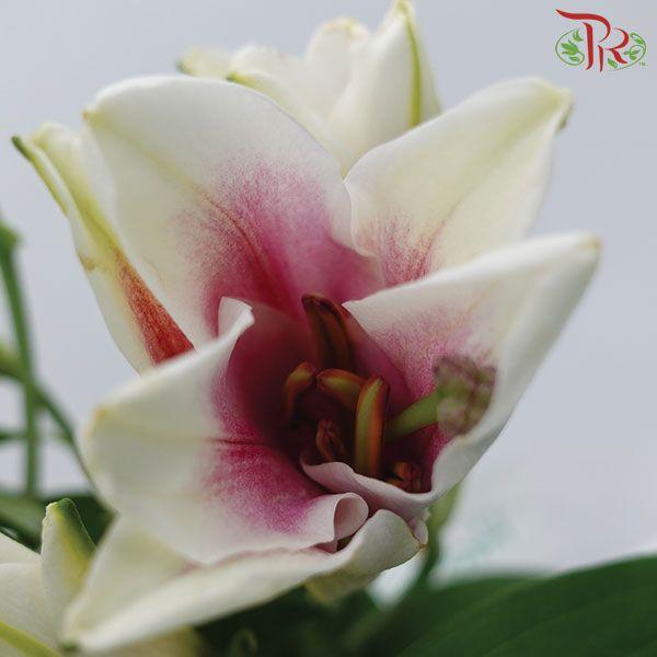 Madonna Lily Longiflorum (1+) - Pink (10 Stems)-Pink-China-prflorist.com.my