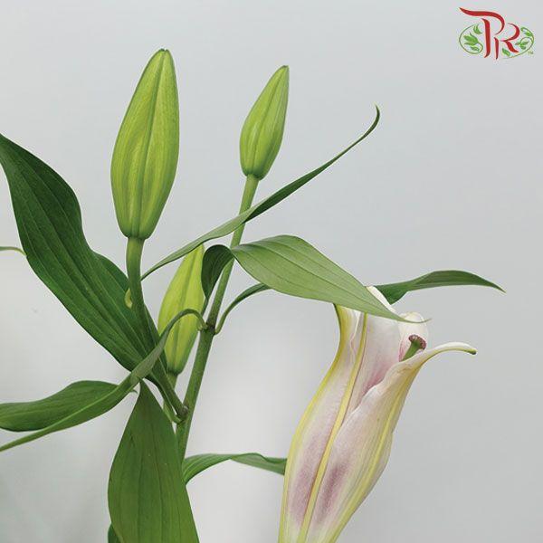 Madonna Lily Longiflorum (1+) - Pink (10 Stems)-Pink-China-prflorist.com.my