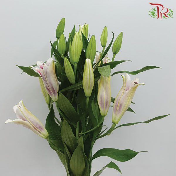 Madonna Lily Longiflorum (1+) - Pink (10 Stems)-Pink-China-prflorist.com.my