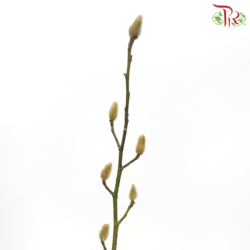 Magnolia Flower Yulan (玉兰枝) - (Per Bunch)-China-prflorist.com.my