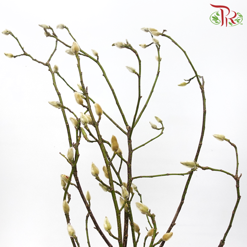 Magnolia Flower Yulan (玉兰枝) - (Per Bunch)-China-prflorist.com.my
