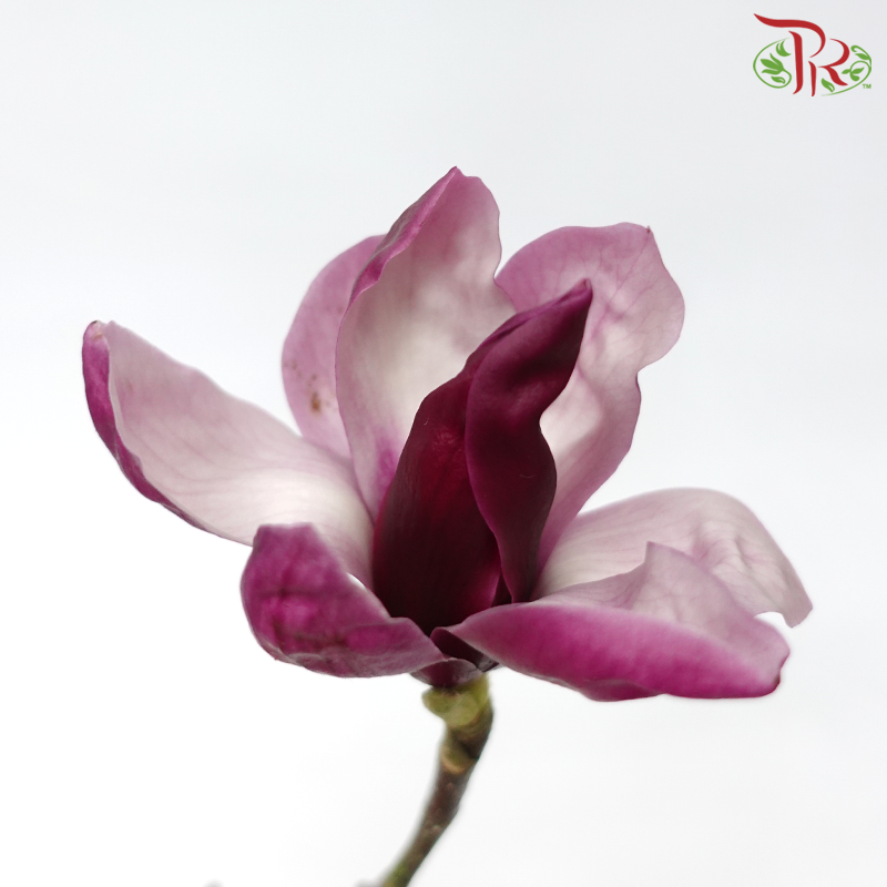 Magnolia Flower Yulan Purple 《玉兰枝》- (Per Bunch)-Purple-China-prflorist.com.my